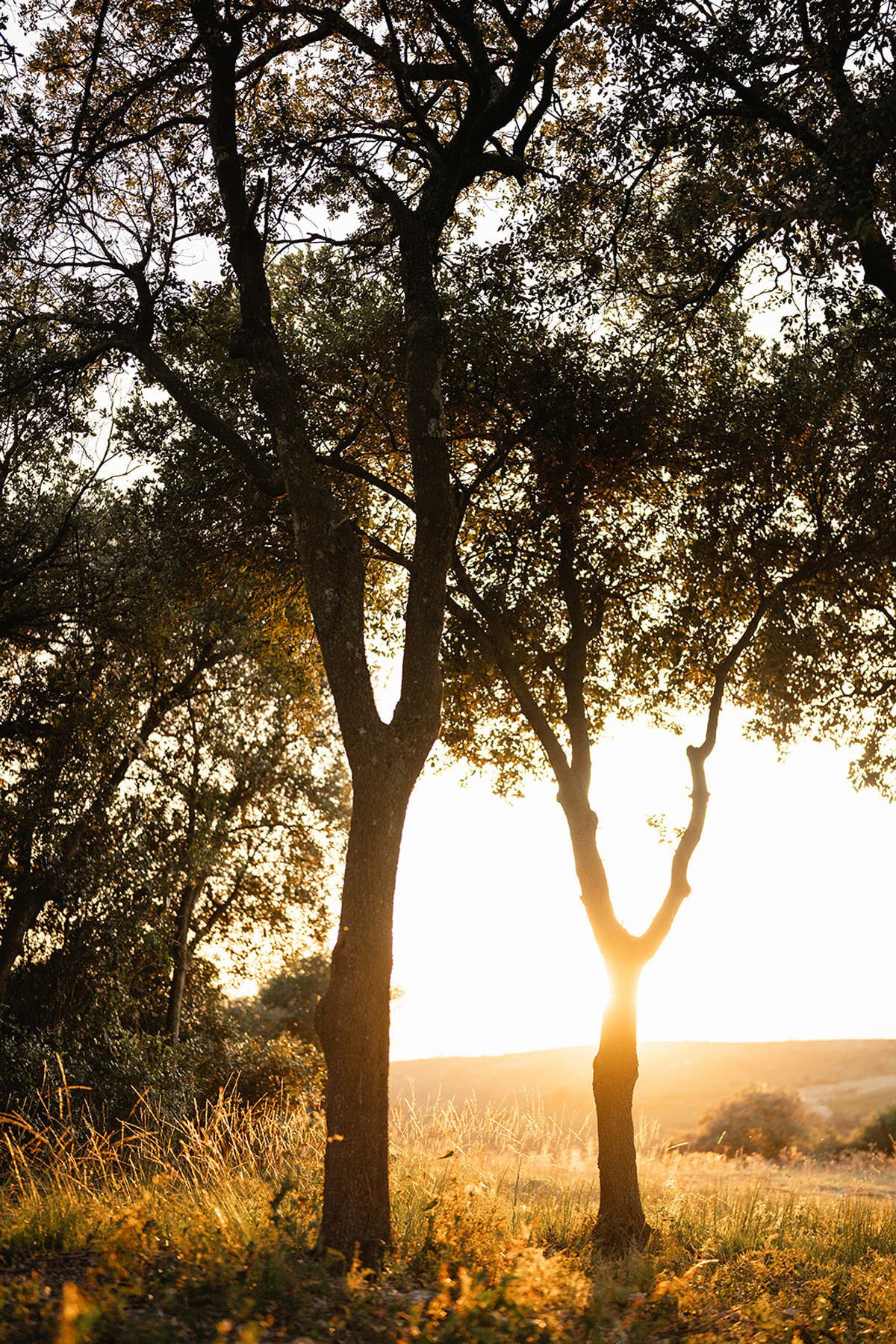 Sunset view through trees over a grassy field.