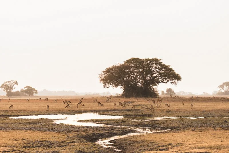 Wildlife roaming Zambia’s vast floodplains, a haven for nature lovers