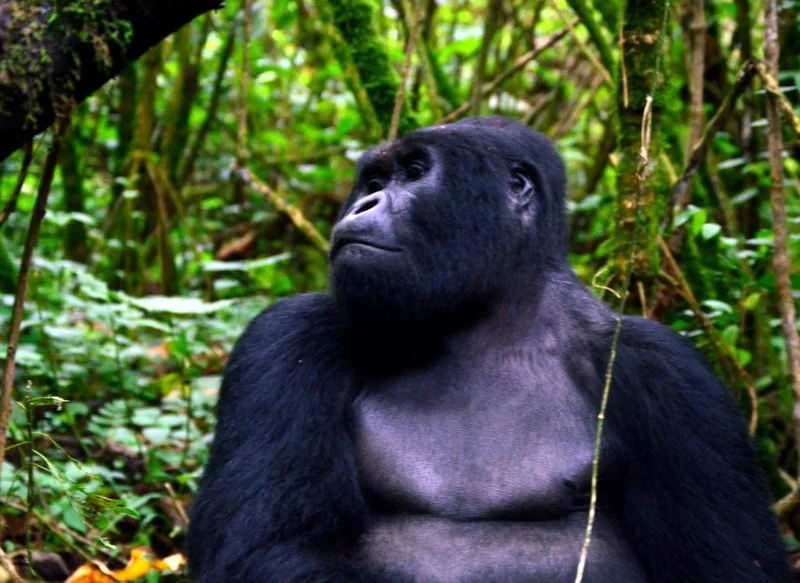 Relaxed Mountain Gorilla, Virunga Massif, Uganda