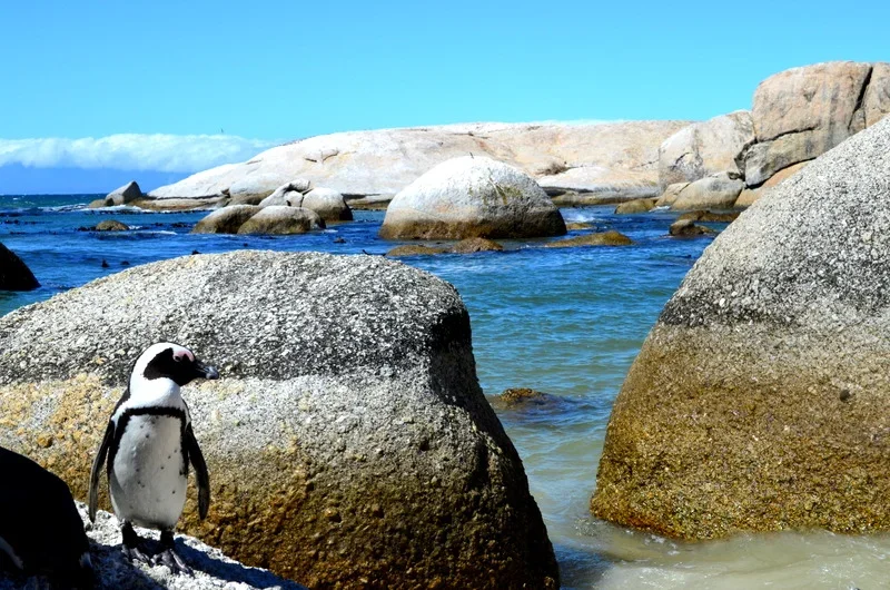 African Penguins, Boulders Beach, Cape Town, South Africa
