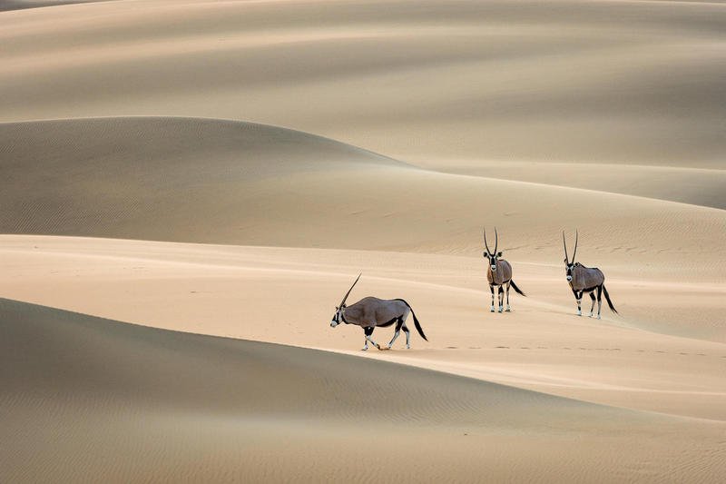 Three gemsbok (oryx) walking over the sand dunes in Namibia