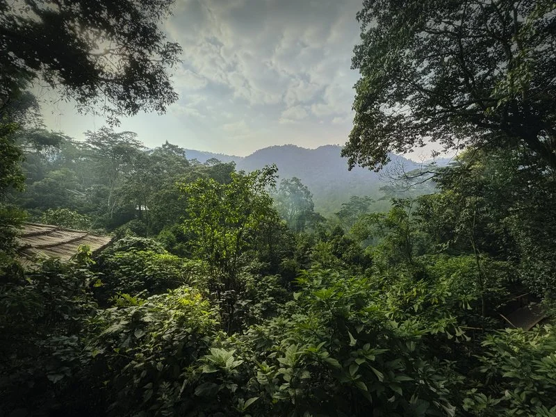 Bwindi Impenetrable Forest with Virunga Mountains, Uganda