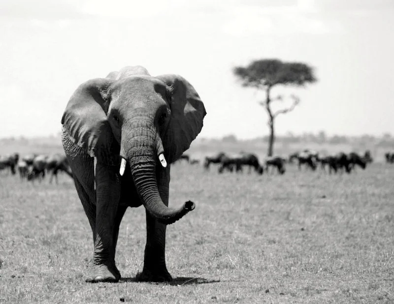 Black-and-white image of an elephant walking through northern Serengeti National Park with wildebeest and an acacia tree in the background, Tanzania