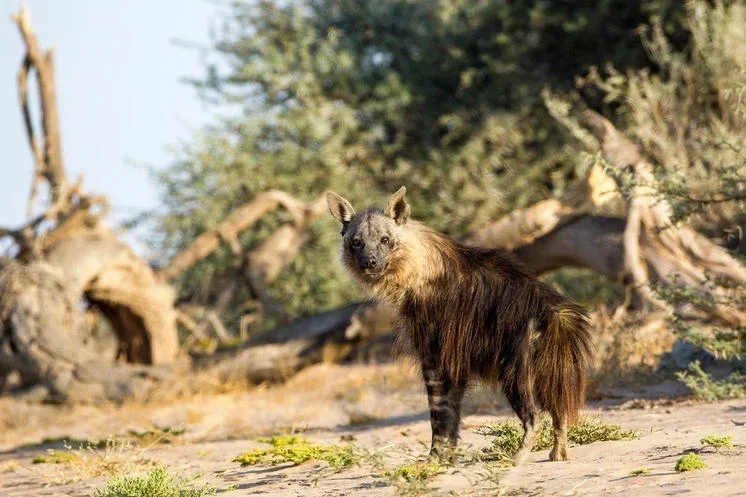 Brown Hyena, Skeleton Coast, Namibia