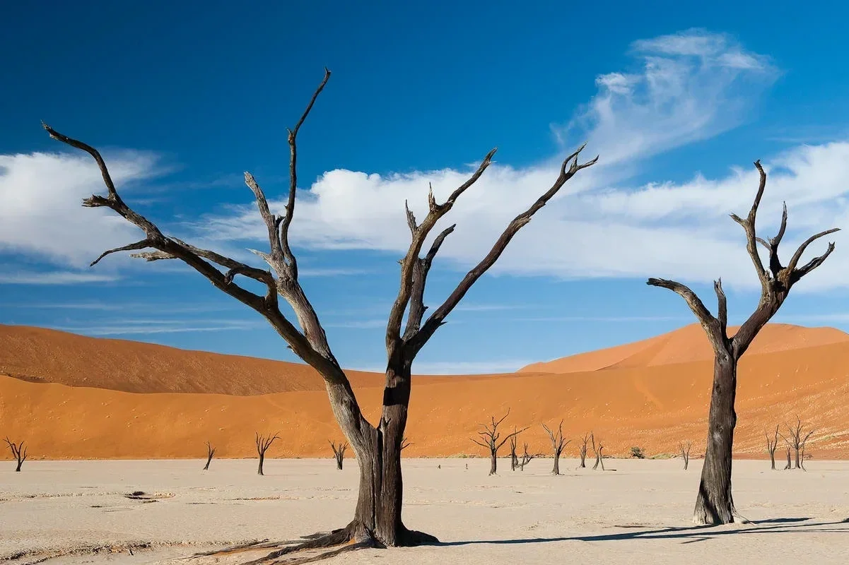 Dead Trees, Desert, Namibia