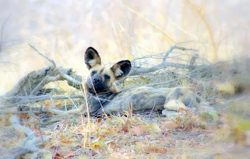 African wild dog in its natural habitat at Hwange National Park, Zimbabwe, observed on safari with African Footprints