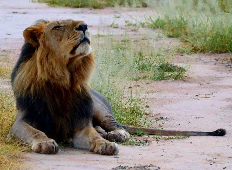 Male Lion, Mana Pools National Park, Zimbabwe