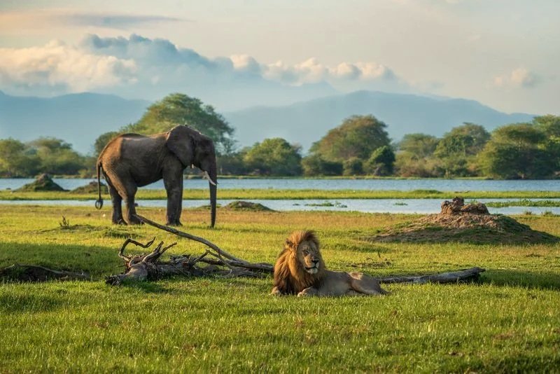 Male lion ignores an elephant on the Shire River floodplains in Liwonde National Park, Malawi