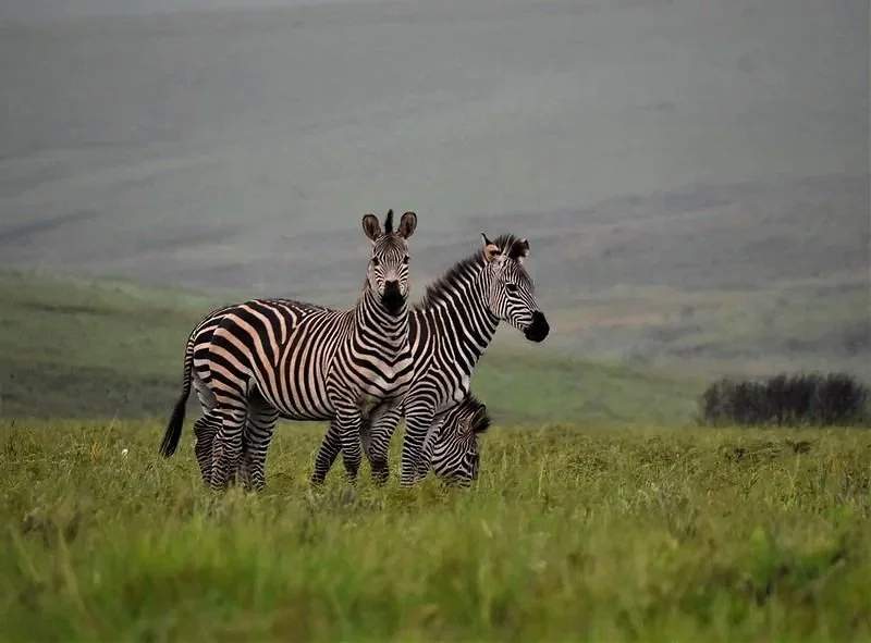 Crawshay’s zebra grazing in the scenic landscapes of Nyika National Park, Malawi