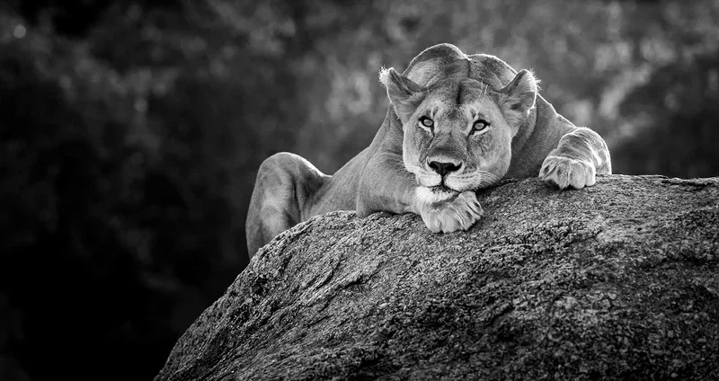A lazy lioness resting in the morning sun on a warm boulder in southern Serengeti National Park