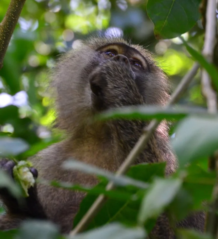 Young baboon eating while perched in a tree at Arusha National Park, Tanzania