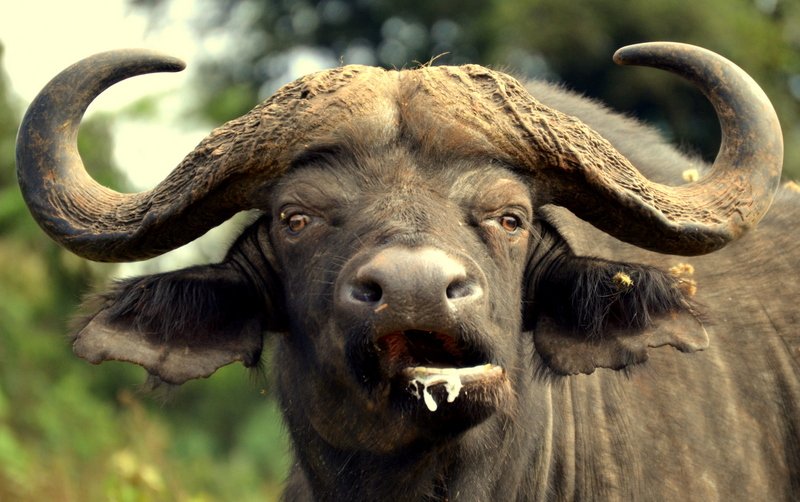 Buffalo grazing in the Ngorongoro Conservation Area, Tanzania
