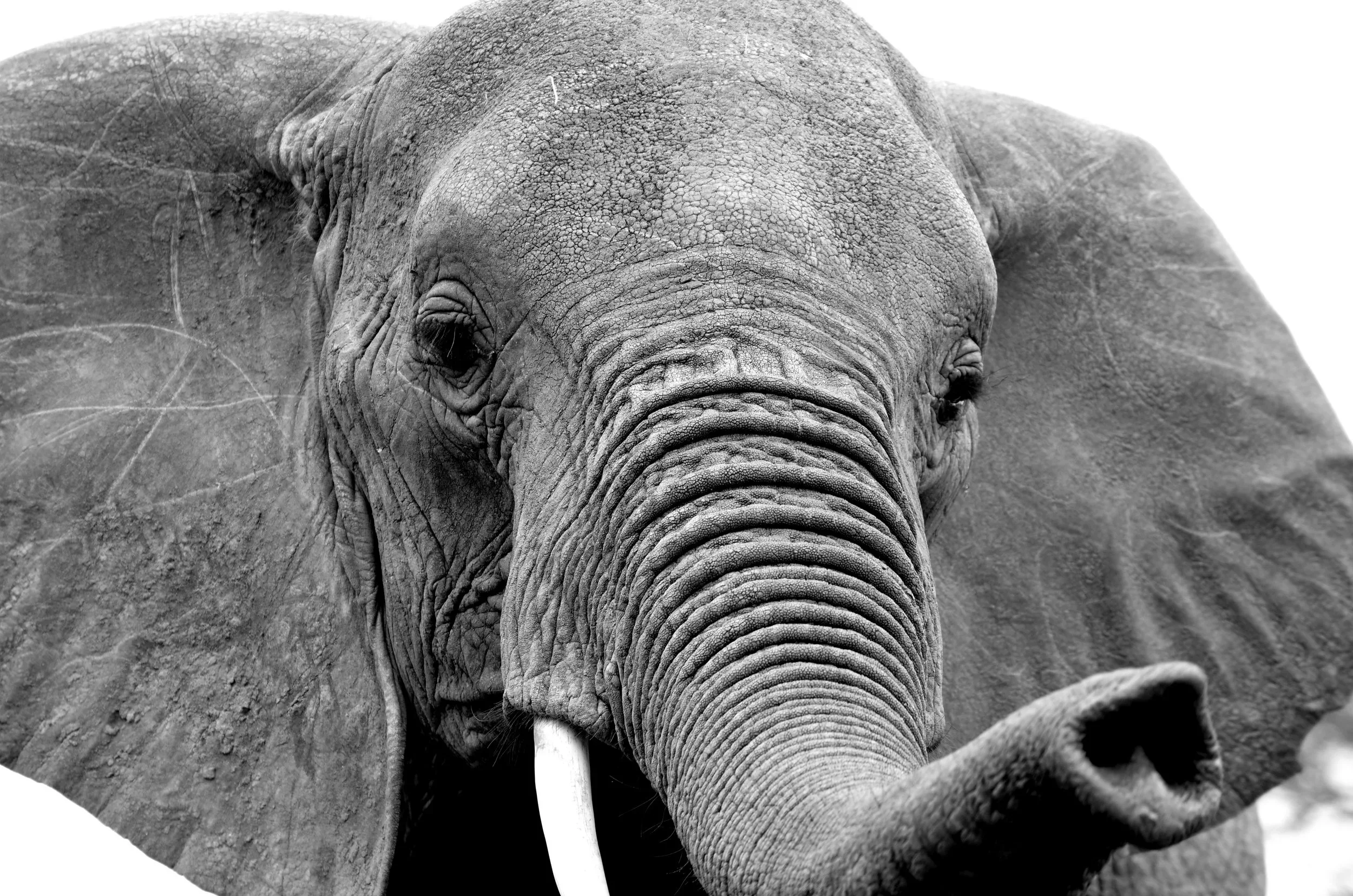 Close-up of an elephant in Tarangire National Park, Tanzania.