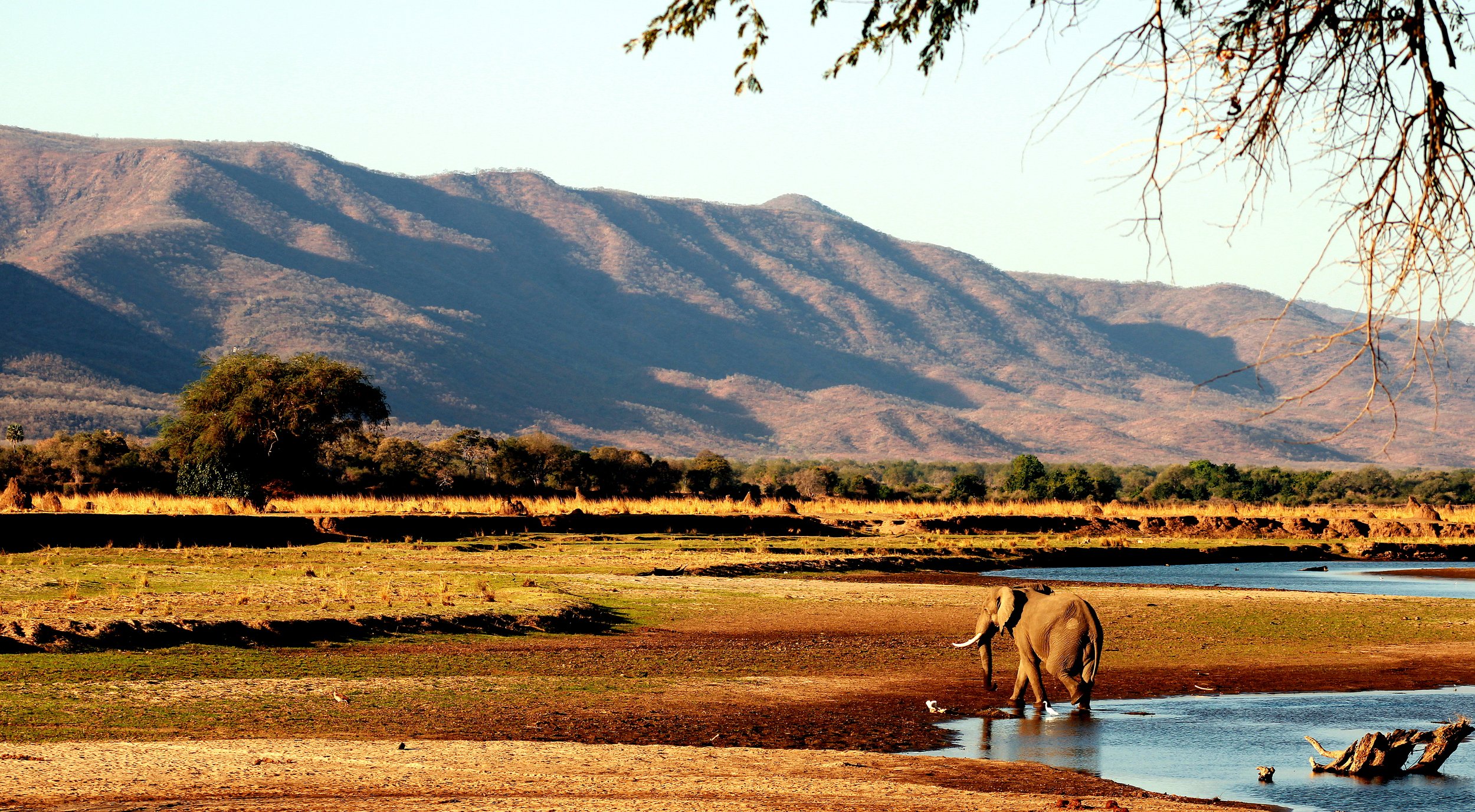 Elephant crossing the Zambezi River at sunset in Mana Pools National Park, Zimbabwe