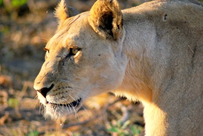 Lioness, Kruger National Park, South Africa