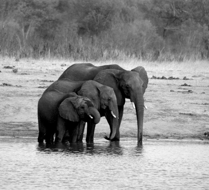 Black-and-white image of three family elephants drinking at a waterhole in Hwange National Park, Zimbabwe