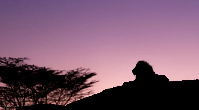 Lion Silhouette at Sunset, Kenya