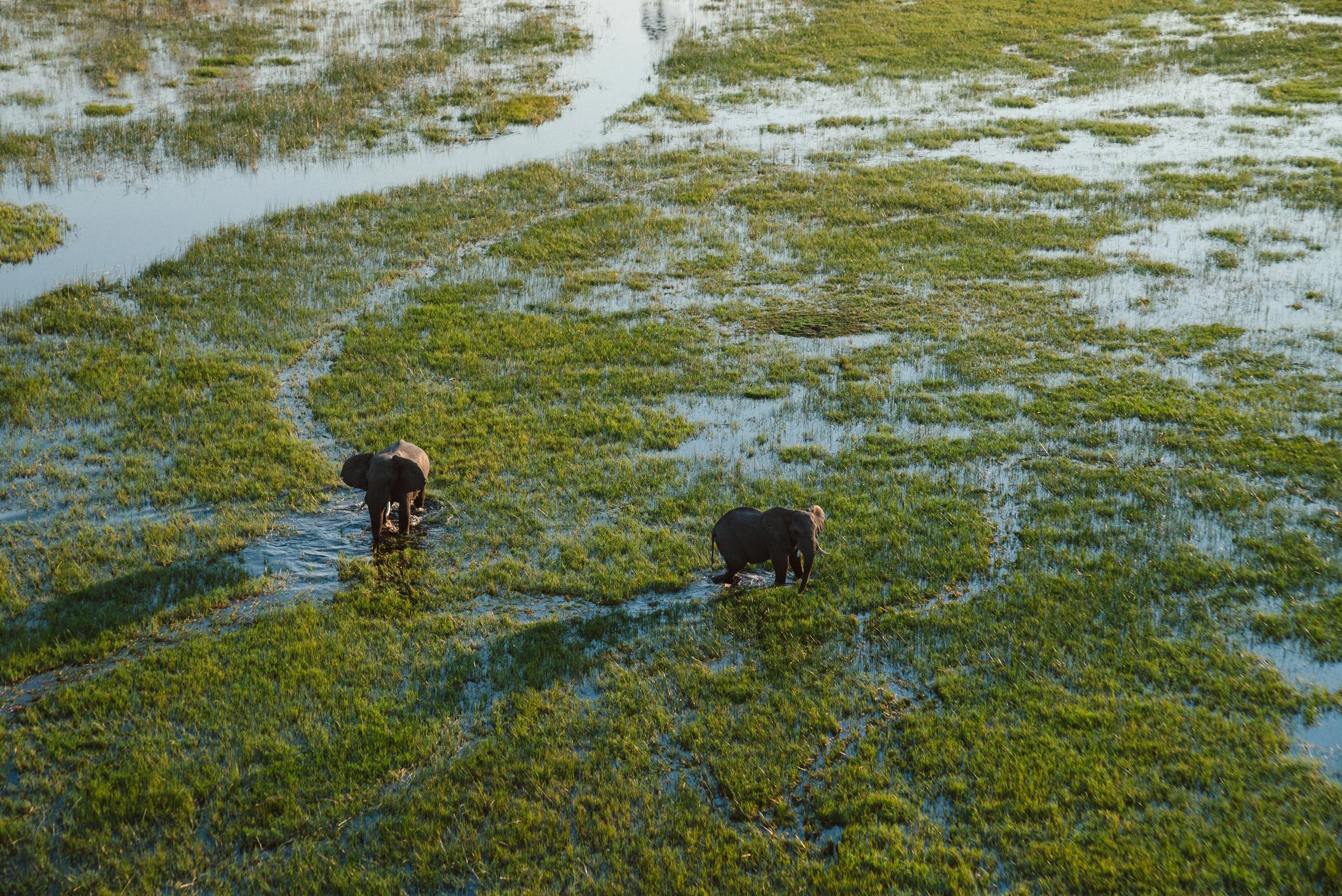 Elephants, Okavango Delta, Botswana