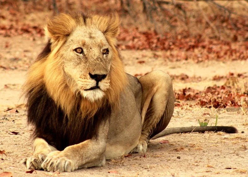 Male lion in Liwonde National Park