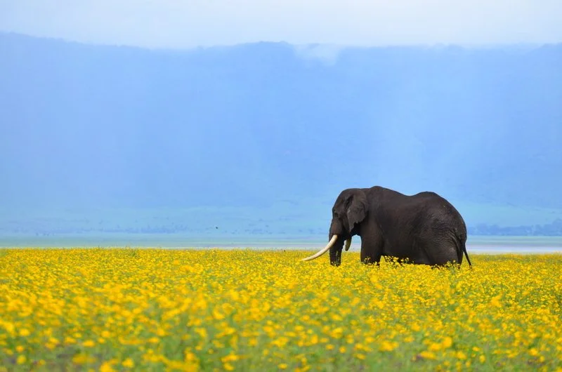  Elephant walking through yellow flowers in the Ngorongoro Conservation Area, Tanzania