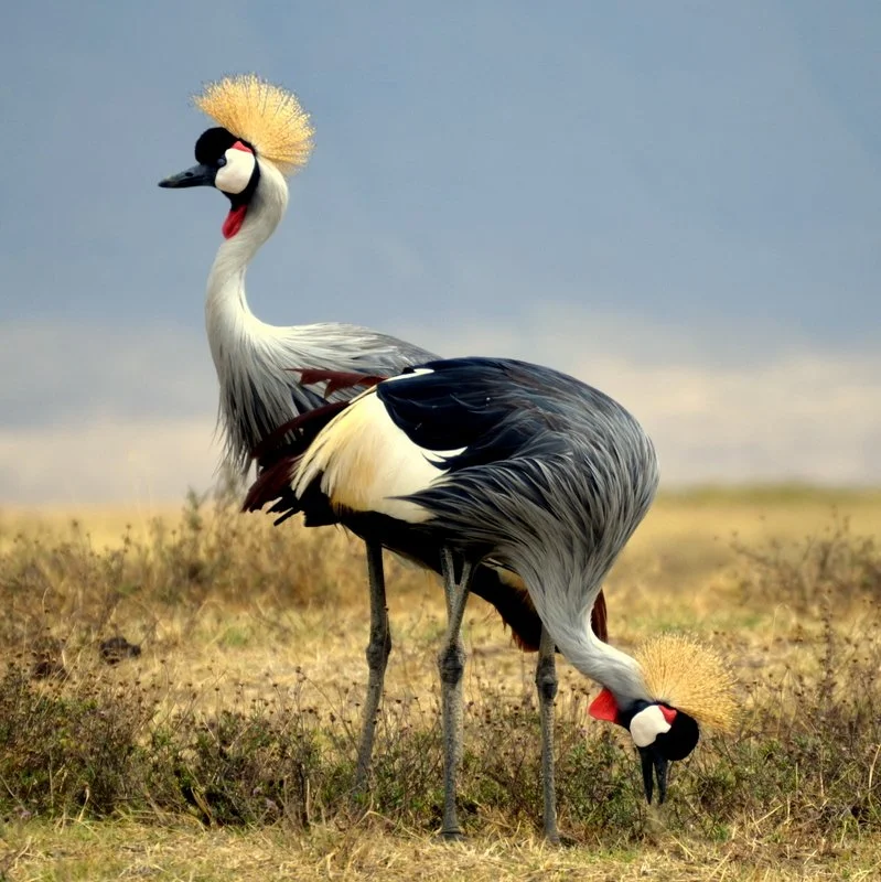 Endangered crowned cranes displaying in the Ngorongoro Crater, Tanzania
