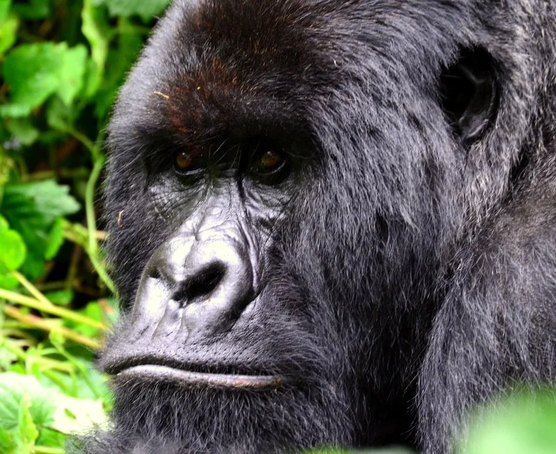 Male Silverback Gorilla, Virunga Massif, Uganda