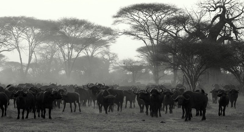 African buffalo herd kicking up dust at twilight in Ruaha National Park, Tanzania, observed on safari with African Footprints