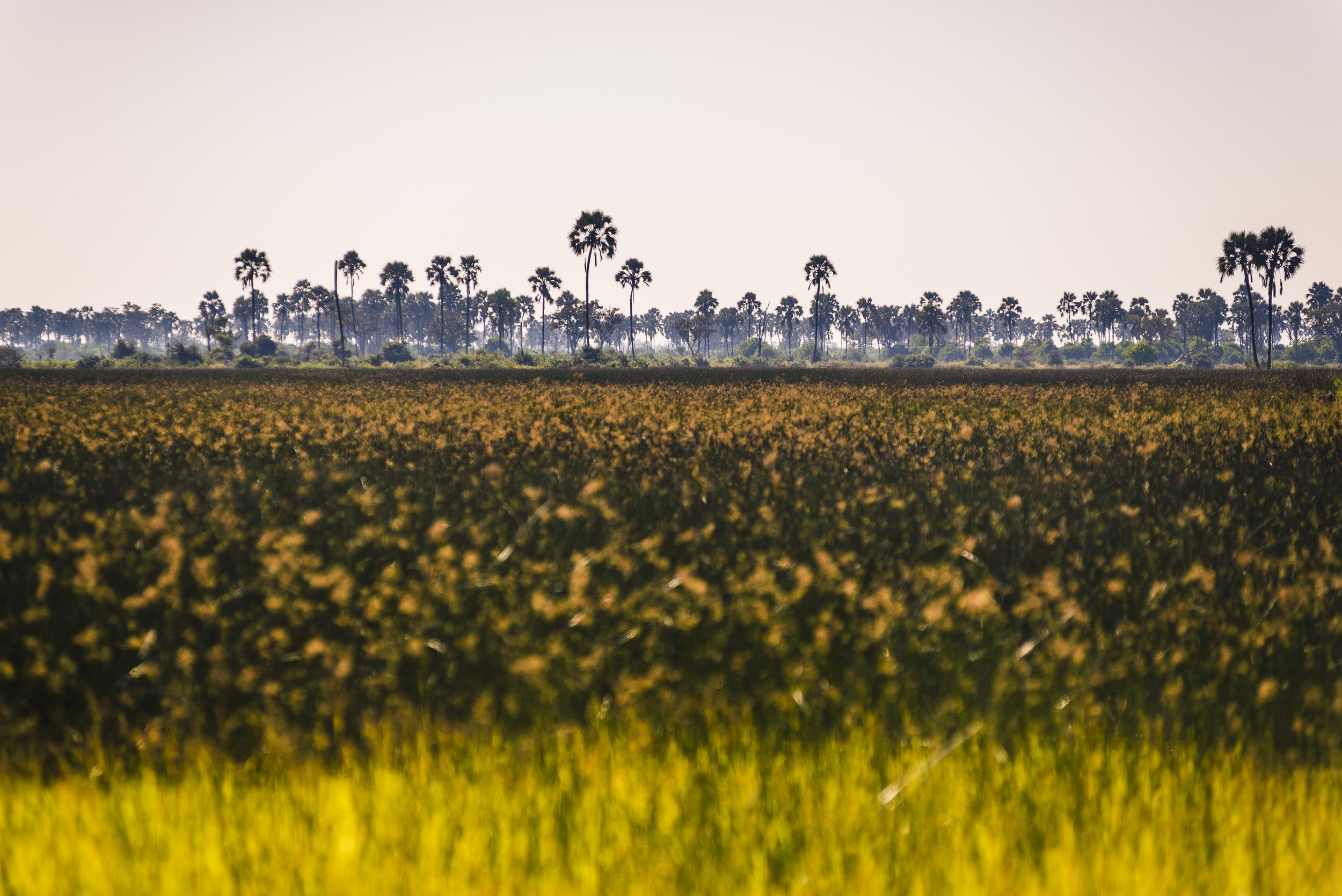 Papyrus and Palm Trees, Okavango Delta, Botswana