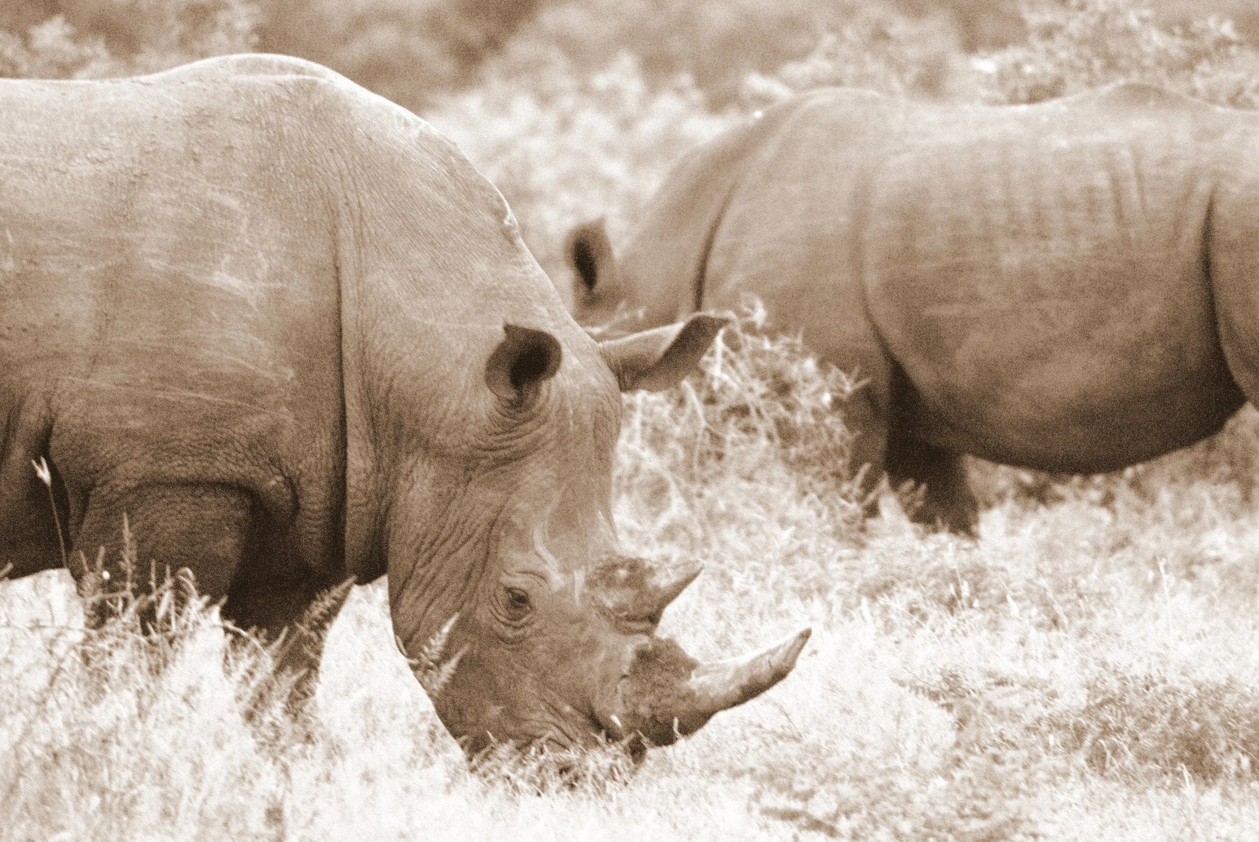 White Rhino, Kruger National Park, South Africa