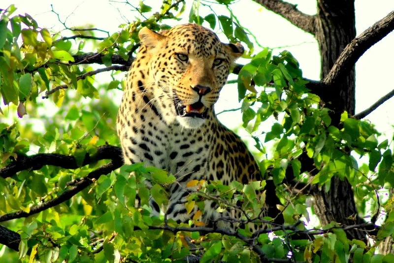 Leopard in a tree in Botswana