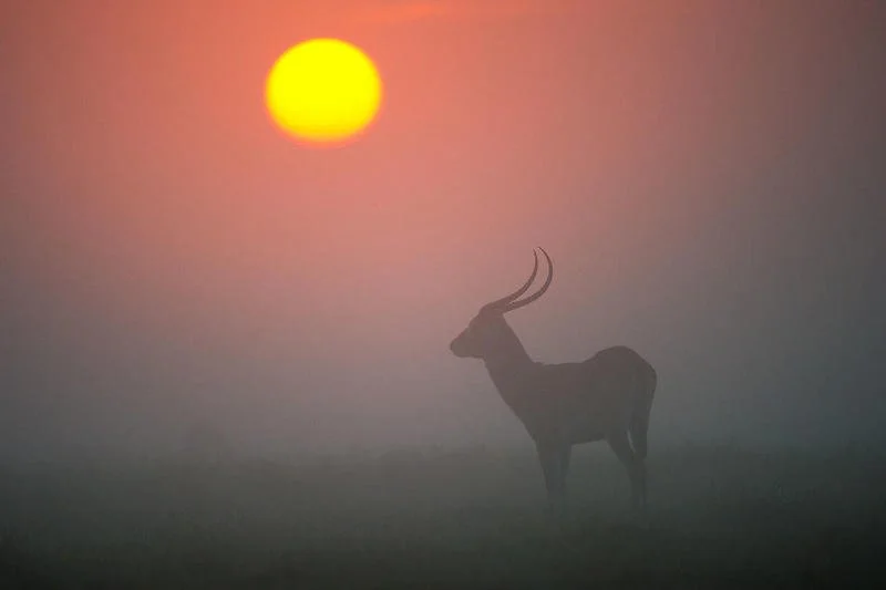 Red lechwe on the floodplain just after sunrise in Zambia