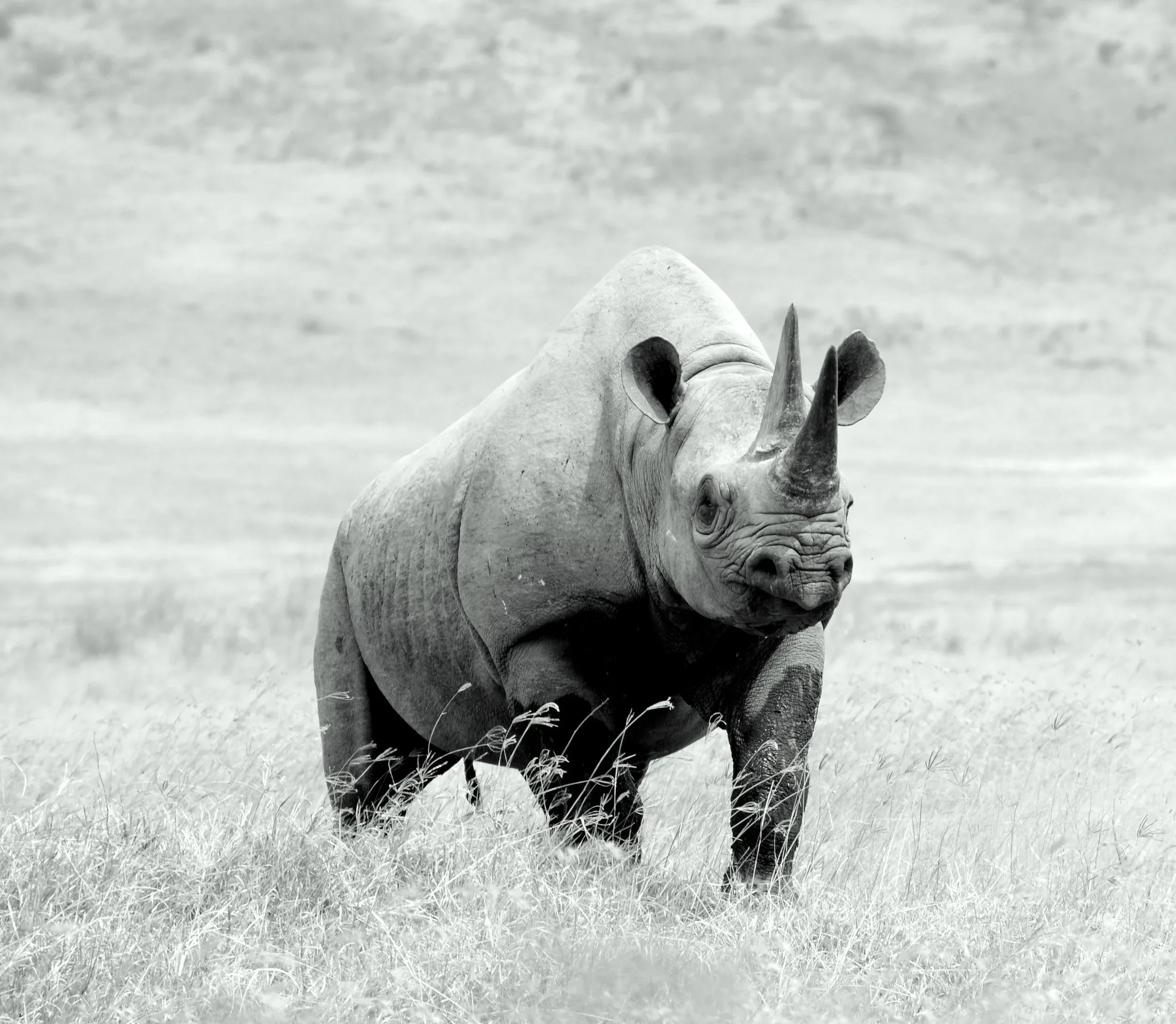 African Footprints guests observing an endangered black rhino in the Ngorongoro Conservation Area, Tanzania