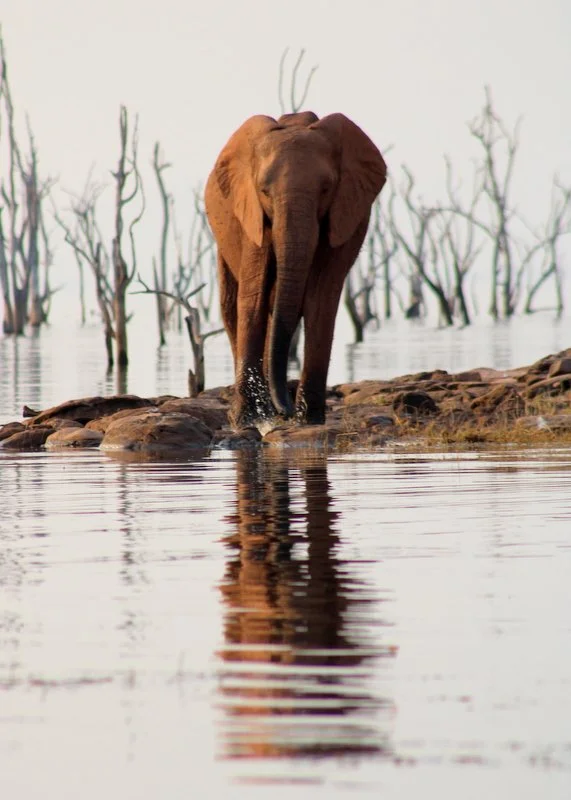 Elephant reflected at the water’s edge of Lake Kariba, Matusadona National Park, Zimbabwe