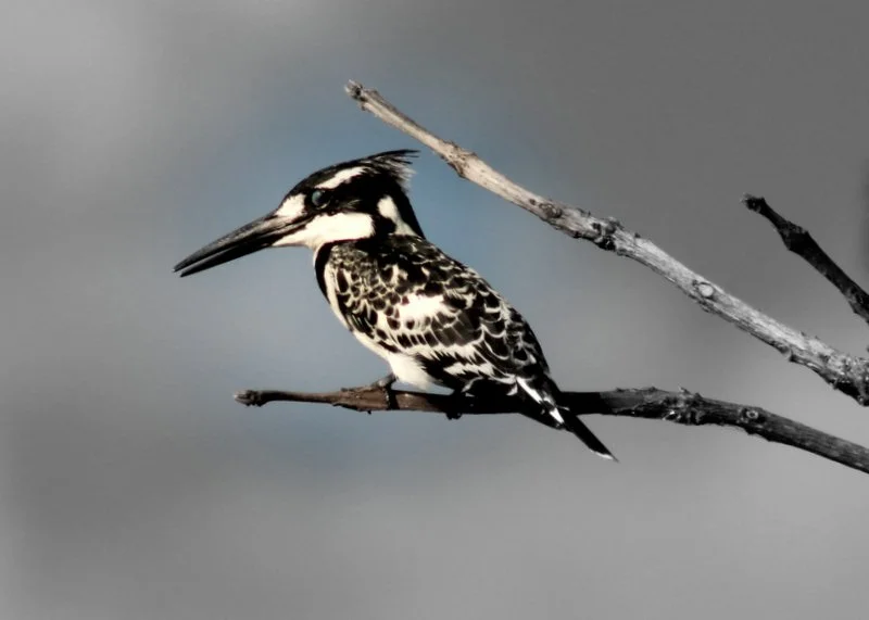 Pied kingfisher perched along the Zambezi at Mosi-oa-Tunya National Park, Zambia.