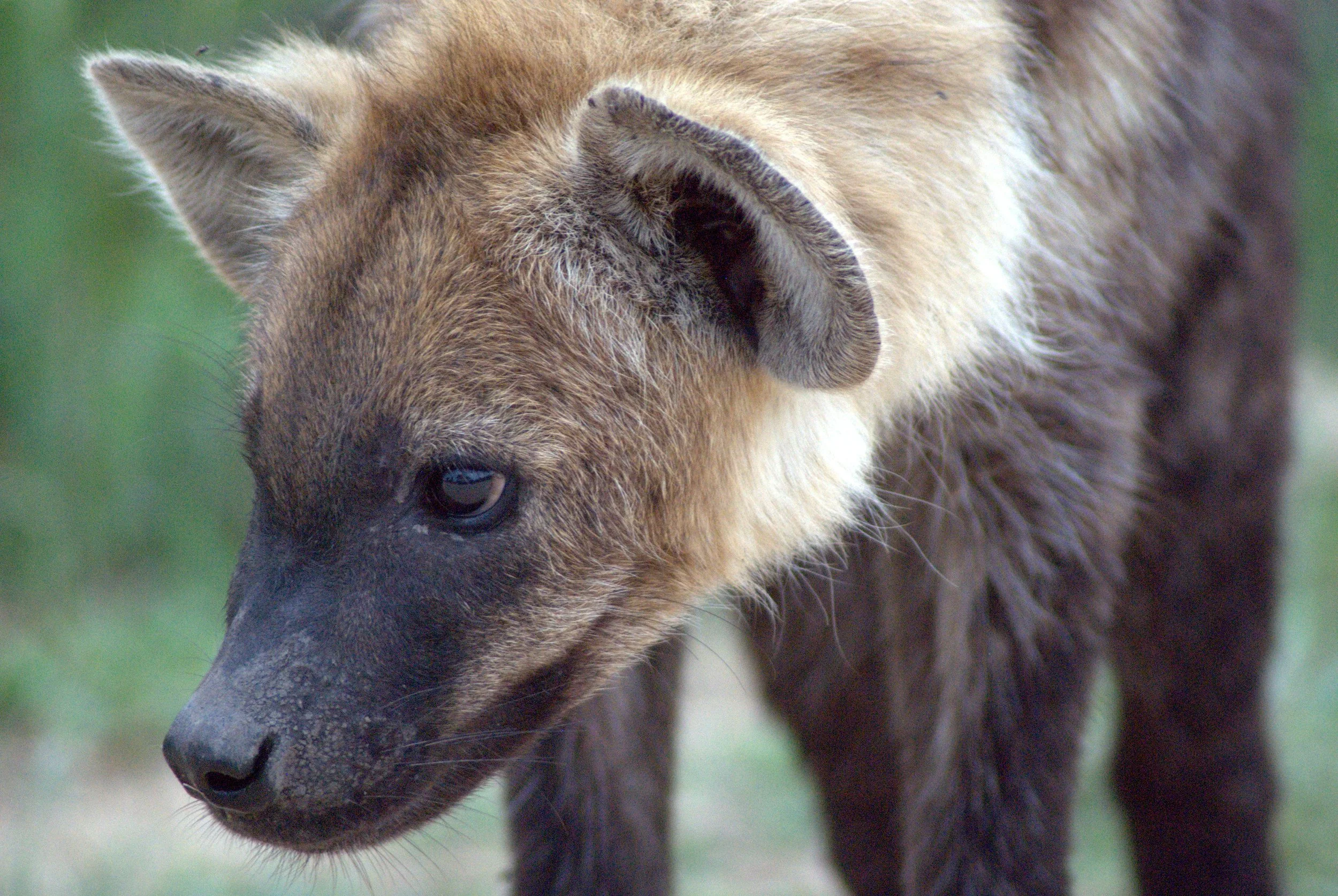Spotted Hyena, Kruger National Park, South Africa
