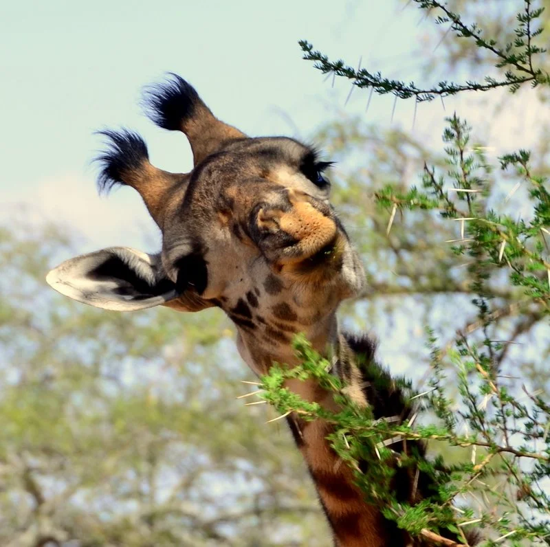 Giraffe Feeding on Acacia Leaves, Kenya