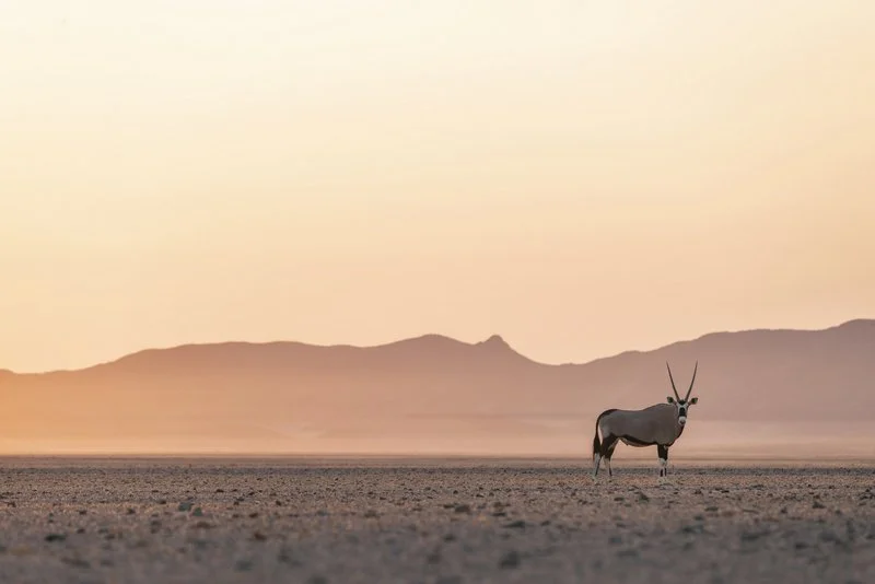 Gemsbok at dusk, Namibia