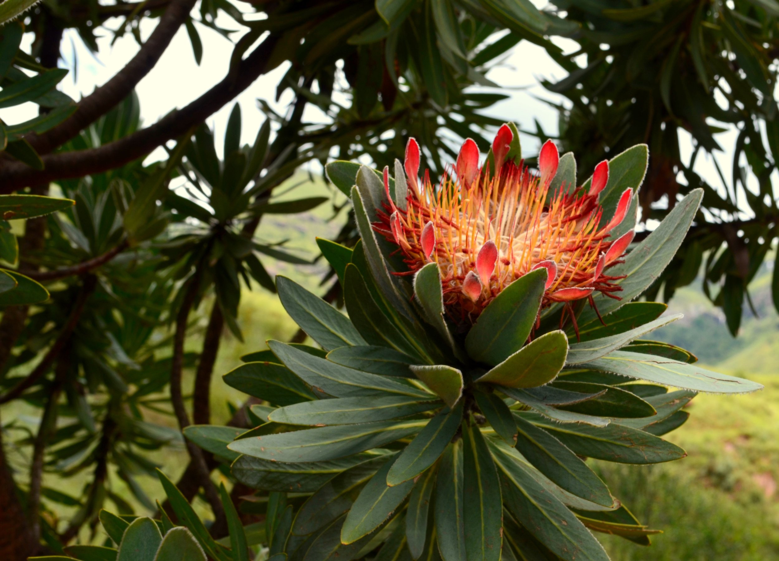 Protea Pincushion, Drakensberg, South Africa