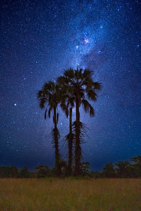 Palm tree silhouetted against the starry sky in Liwonde National Park, Malawi.