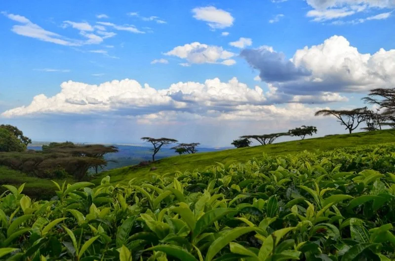 Thyolo tea estate mountains dotted with acacias in Malawi’s lush landscapes