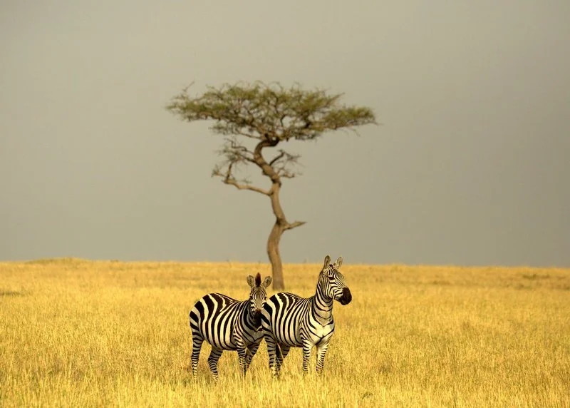 Two zebras walking through the golden grass in front of an acacia tree on the northern Tanzania–Kenya Mara border