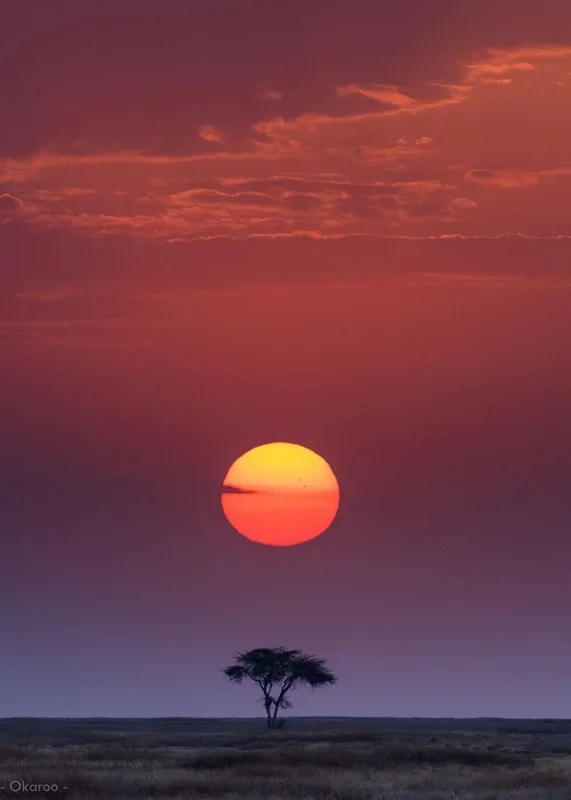 Setting Sun Over Acacia Tree, Kenya