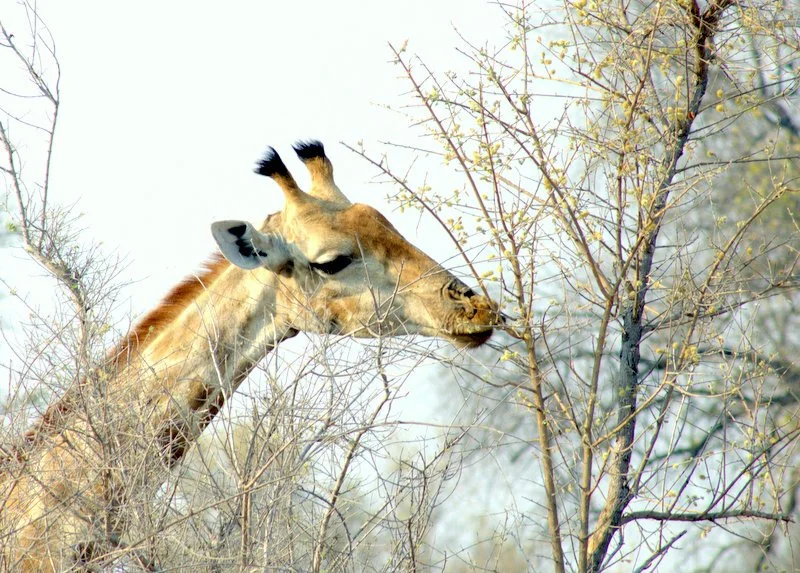 Giraffe, Hwange, Zimbabwe