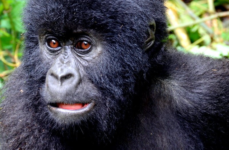 Young Silverback Gorilla, Virunga Massif, Uganda