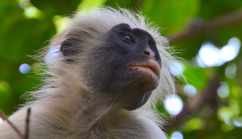 Close-up of a red colobus monkey in Zanzibar, Tanzania