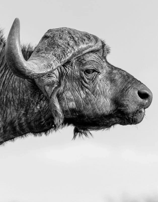 Head shot of an old, wrinkled buffalo bull near Kusini in the southern Serengeti National Park, Tanzania