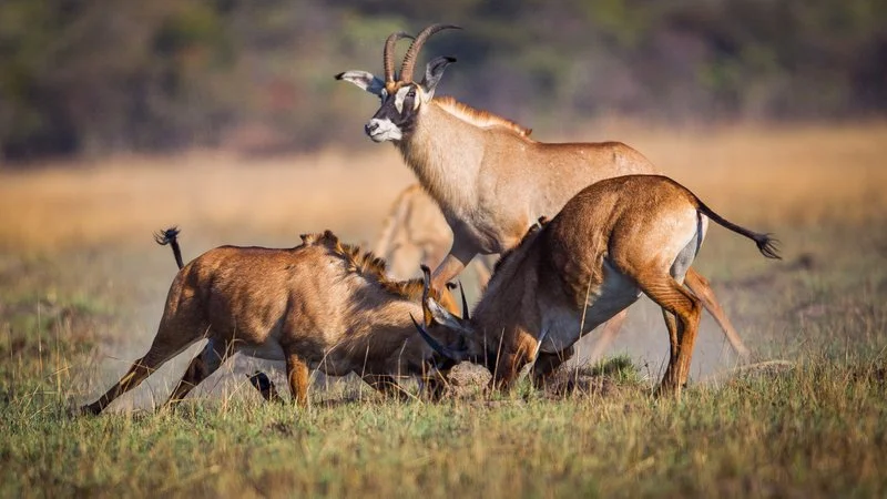 Roan antelopes sparring in the wilds of Zambia.