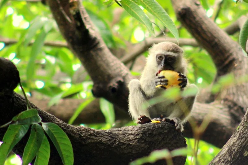 Vervet monkey eating fruit while sitting in a tree on the northern shores of Lake Malawi, Malawi