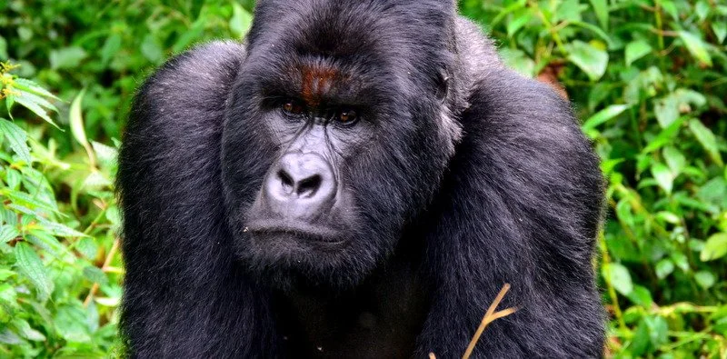 Dominant and majestic, a silverback gorilla stands guard in the Virunga Massif, witnessed on safari with African Footprints