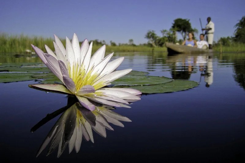 Waterlily and Mokoro, Okavango Delta, Botswana